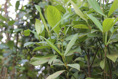 Psychotria adenophylla